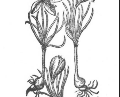Gibson Library Saffron Crocus Reading List