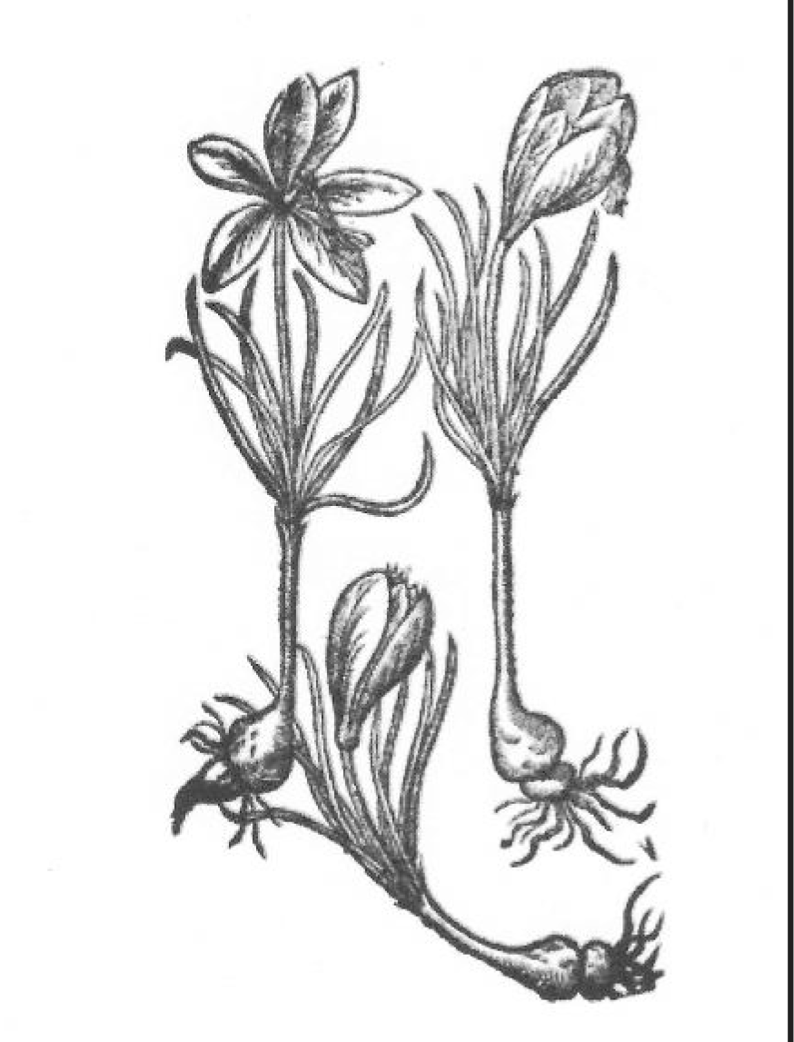 Gibson Library Saffron Crocus Reading List