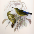 Vintage illustration of two yellow birds with blue wing patches perched on twisting vines, surrounded by muted leaves; delicate, serene tone.