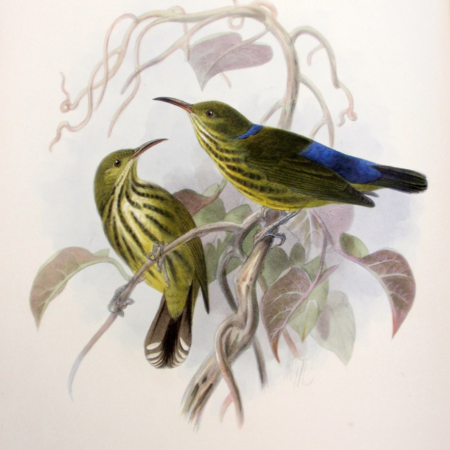 Vintage illustration of two yellow birds with blue wing patches perched on twisting vines, surrounded by muted leaves; delicate, serene tone.