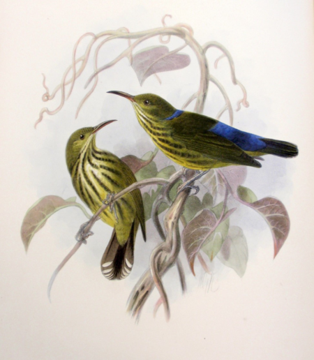 Vintage illustration of two yellow birds with blue wing patches perched on twisting vines, surrounded by muted leaves; delicate, serene tone.