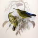 Vintage illustration of two yellow birds with blue wing patches perched on twisting vines, surrounded by muted leaves; delicate, serene tone.