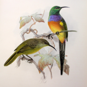 Naturalistic illustration of two birds perched on branches: one brightly colored, one olive green, against pale botanical foliage.