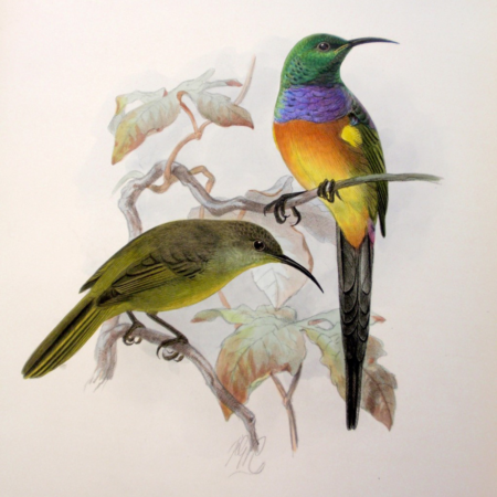 Naturalistic illustration of two birds perched on branches: one brightly colored, one olive green, against pale botanical foliage.
