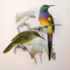 Naturalistic illustration of two birds perched on branches: one brightly colored, one olive green, against pale botanical foliage.