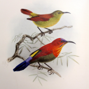 Illustration of two colorful birds perched on branches: a yellow-green bird above and a red, blue-tailed bird below, in a natural setting.
