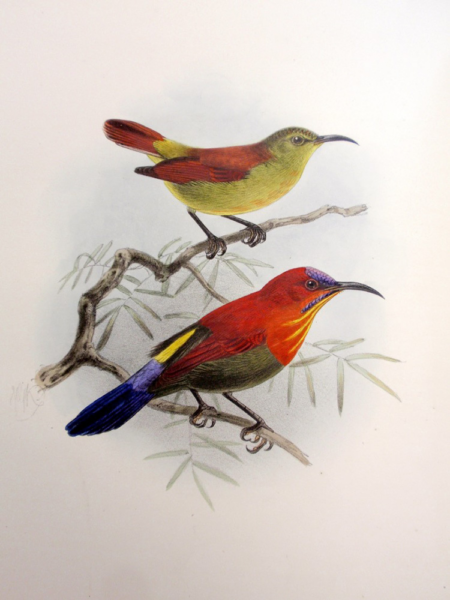 Illustration of two colorful birds perched on branches: a yellow-green bird above and a red, blue-tailed bird below, in a natural setting.