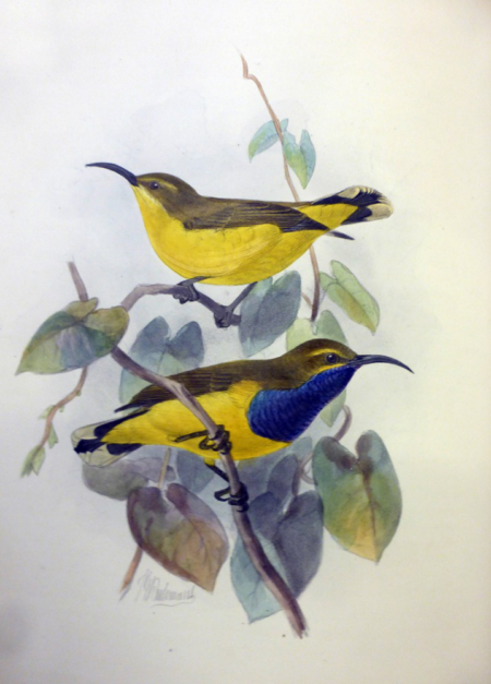 Vintage illustration of two yellow birds with blue wing patches perched on twisting vines, surrounded by muted leaves; delicate, serene tone.