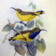 Vintage illustration of two yellow birds with blue wing patches perched on twisting vines, surrounded by muted leaves; delicate, serene tone.
