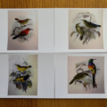 an image of 4 postcards that have different bird illustrations. All among branches, creating a quiet, natural-history mood.