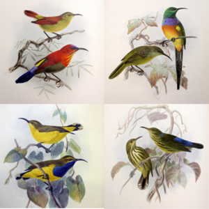 Four-panel vintage bird illustrations show colorful birds and sunbirds perched on branches with delicate foliage, in a serene naturalist style.