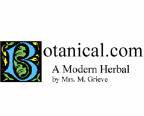 The logo banner for botanical.com featuring an illuminated blue letter B decorated with green leaves next to the text "botanical.com A Modern Herbal by Mrs. M. Grieve".