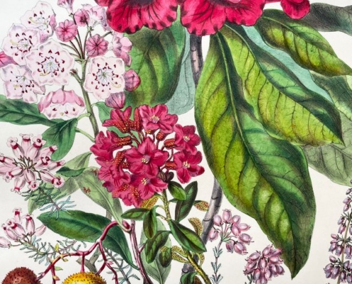 A vintage botanical illustration by Elizabeth Twining showcasing Ericaceae family plants, featuring vibrant magenta rhododendrons, pink mountain laurel, and strawberry-tree fruits