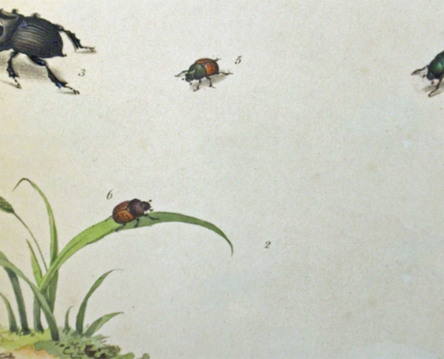 An illustration of insects, including ladybirds and beetles