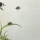 An illustration of insects, including ladybirds and beetles