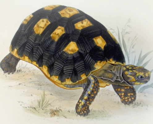 A vintage colour illustration of a red-footed tortoise with a black and yellow patterned shell walking on sandy ground.