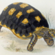 A vintage colour illustration of a red-footed tortoise with a black and yellow patterned shell walking on sandy ground.